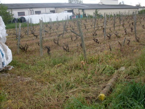 poteau dans la vigne